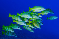 Kona Coast Diving July/August 2021