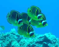 Raccoon Butterflyfish