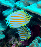 Ornate Butterflyfish