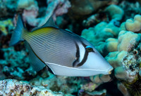 Lei Triggerfish