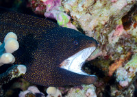 Whitemouth Moray