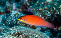 Disappearing Wrasse