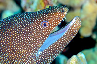 Whitemouth Moray