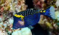 Male Spotted Boxfish