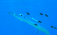 Houndfish