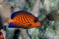Juvenile Black Surgeonfish