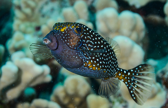 Female Spotted Boxfis
