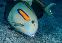 Orangeband Surgeonfish