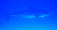 Tiger Shark (female approx., 14-15 ft.)