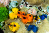 Fiji dive trip Nov. 2013