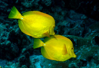 Yellow Tang