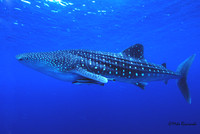 Maldives 2008