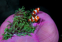 Philippines underwater 2010