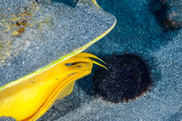 Giant Conch about to eat a sea urchin
