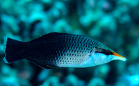Bird Wrasse (female)