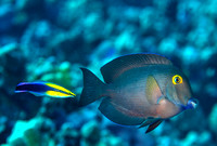 Goldring surgeonfish with cleaner wrasse