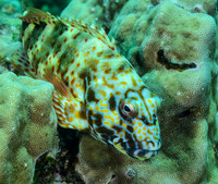 Stocky Hawkfish