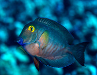 Goldring Surgeonfish