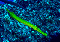 Trumpetfish (Yellow phase)