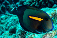 Orange Band Surgeonfish