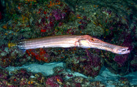 Trumpefish