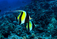 Moorish Idol