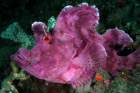 Indonesia Lembeh Ocean Rover 2008